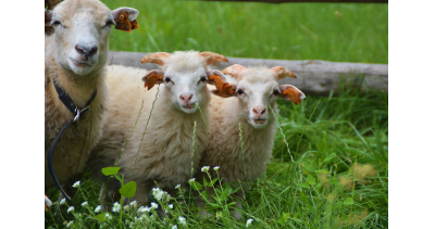Poznaj owce i kozy w skansenie