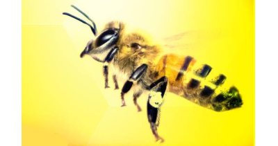 Wielki Dzień Pszczół - skansen w Olsztynku